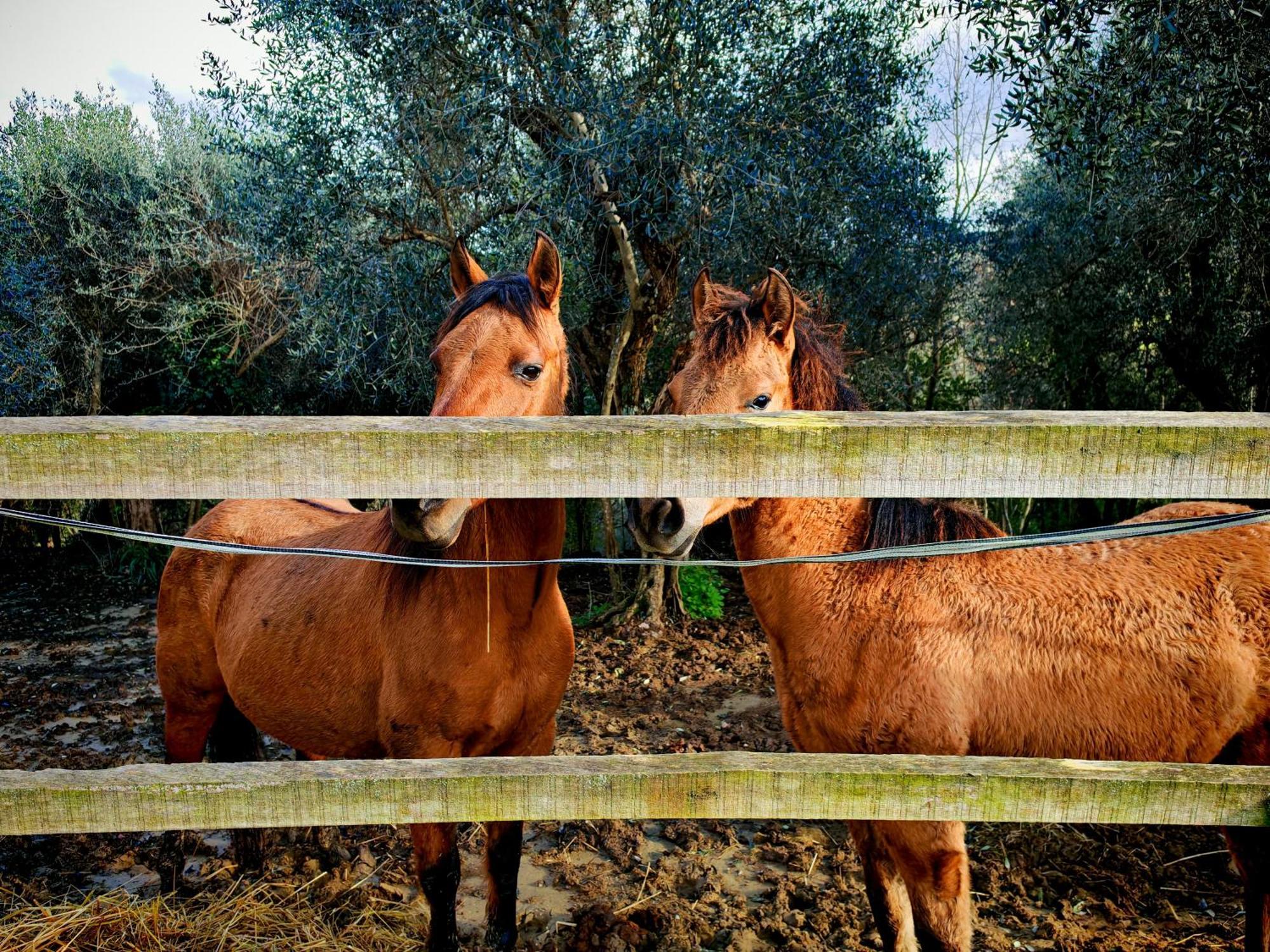 Podere Orzale Agri Hospitality Usigliano Luaran gambar